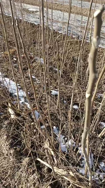 出售臭椿苗，巨峰葡萄苗。药用连翘苗，科研五号优质种苗，2/5年苗，药用连翘树，挂果树，全国包邮到家！财富密码18534302961