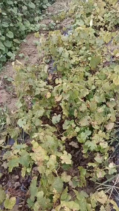 出售巨峰葡萄苗。药用连翘苗，科研五号优质种苗，2/5年苗，药用连翘树，挂果树，全国包邮到家！财富密码18534302961