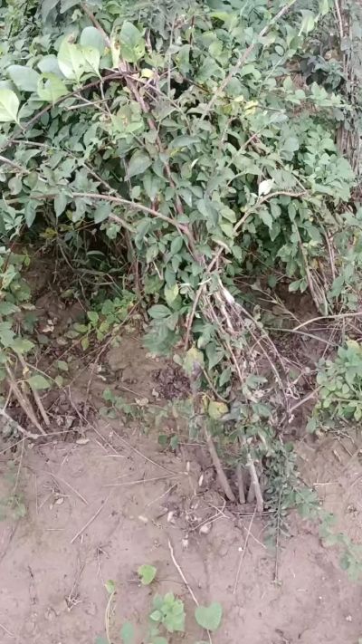 出售药用连翘苗，科研五号优质种苗，2/5年苗，药用连翘树，挂果树，全国包邮到家！财富密码18534302961