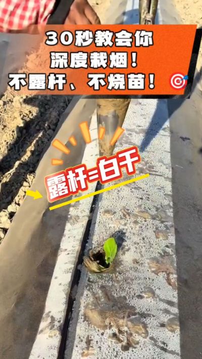 这个栽法太关键了！深栽是烤烟成活的根本，亲测有效！