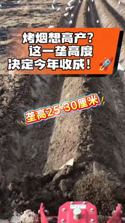 想让烤烟高产，就得从细节抓起。分享一点实打实的干货，只为帮大家少走弯路，种出好烟叶！🌱👍