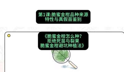 第1节：脆蜜金柑品种来源、特性与真假苗鉴别，课程：《脆蜜金柑怎么种？拒绝死苗与裂果，脆蜜金柑8步避坑种植法》#识农AI