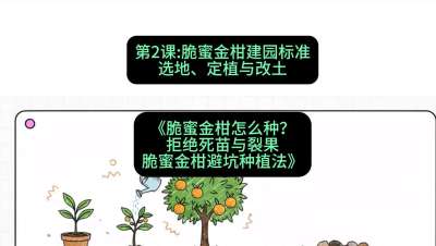 第2节：脆蜜金柑建园标准：选地、定植与改土，课程：《脆蜜金柑怎么种？拒绝死苗与裂果，脆蜜金柑8步避坑种植法》#识农AI
