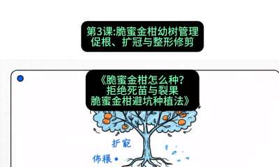 第3节：脆蜜金柑幼树管理：促根、扩冠与整形修剪，课程：《脆蜜金柑怎么种？拒绝死苗与裂果，脆蜜金柑8步避坑种植法》#识农AI