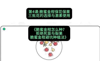 第4节：脆蜜金柑保花保果：三批花的选择与激素使用，课程：《脆蜜金柑怎么种？拒绝死苗与裂果，脆蜜金柑8步避坑种植法》#识农AI