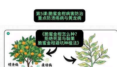 第5节：脆蜜金柑病害防治：重点防溃疡病与黄龙病，课程：《脆蜜金柑怎么种？拒绝死苗与裂果，脆蜜金柑8步避坑种植法》#识农AI