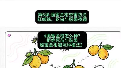 第6节：脆蜜金柑虫害防治：红蜘蛛、蚜虫与吸果夜蛾，课程：《脆蜜金柑怎么种？拒绝死苗与裂果，脆蜜金柑8步避坑种植法》#识农AI