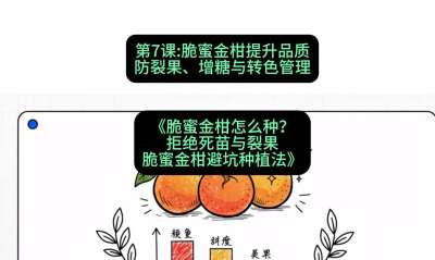 第7节：脆蜜金柑提升品质：防裂果、增糖与转色管理，课程：《脆蜜金柑怎么种？拒绝死苗与裂果，脆蜜金柑8步避坑种植法》#识农AI