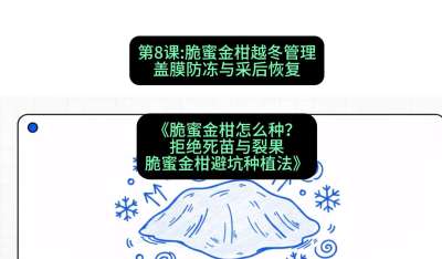 第8节：脆蜜金柑越冬管理：盖膜防冻与采后恢复，课程：《脆蜜金柑怎么种？拒绝死苗与裂果，脆蜜金柑8步避坑种植法》#识农AI