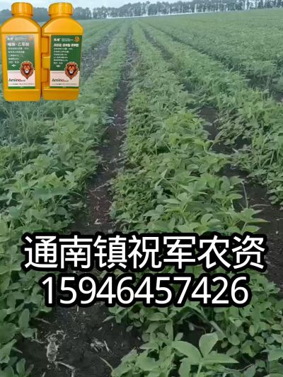 大豆苗前封闭，可封红根苋菜，灰菜，兰花菜，野豆子，捞豆秧等恶性杂草，封杀兼备的高端产品。