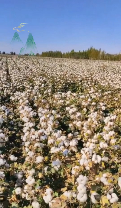 澳棉王霸棉，一定要种哦