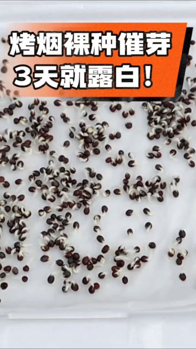 烤烟裸种催芽小技巧，清水浸泡、保温保湿，3天就能露白，出苗快又齐！烟农朋友收藏备用～