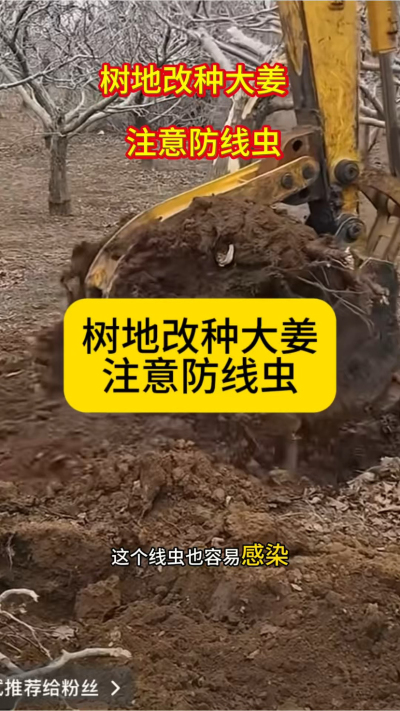 树地改种大姜，注意防线虫！