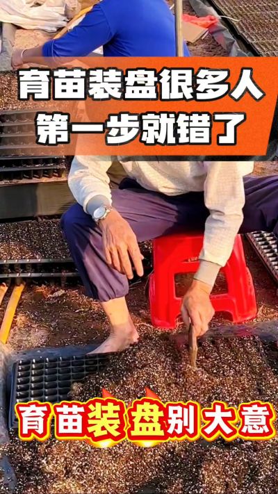 烤烟育苗基质装盘，一步做对，出苗整齐又壮苗！装盘技巧记牢，少走弯路，育苗更省心