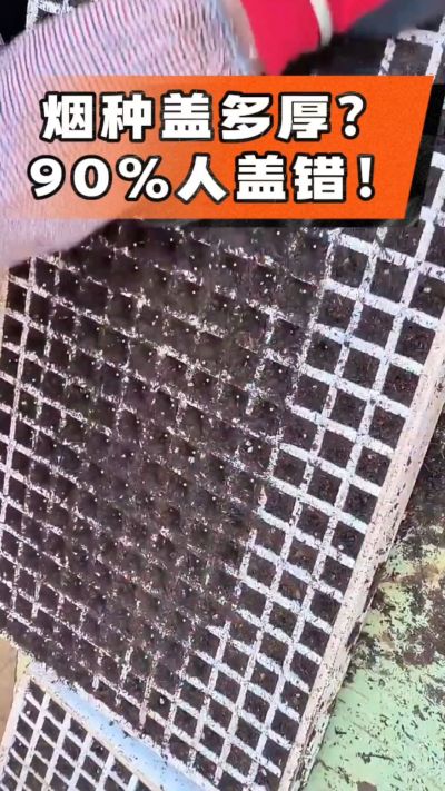 烟种盖多厚？90%烟农都盖错！薄盖才出苗齐、不闷种，烤烟育苗关键一步，照着做就对了