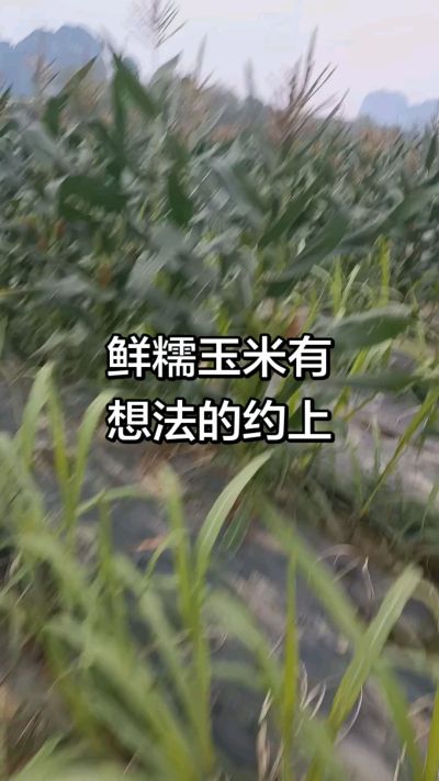 农户种植的白糯玉米大量上市，助农帮农在行动