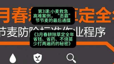 第3节：小麦救急高难案例，&ldquo;恶霸&rdquo;节节麦的最后通牒，课程：《3月春耕除草定全年：省钱、省药、不烧苗、少打两遍药的秘密》