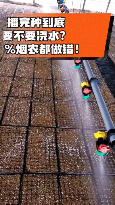 烤烟播完种一定要浇透底水，喷雾慢浇、别大水冲，盘底漏水才算到位，出苗又齐又壮！#烤烟育苗 #烤烟种植 #烟农干货 #育苗技术