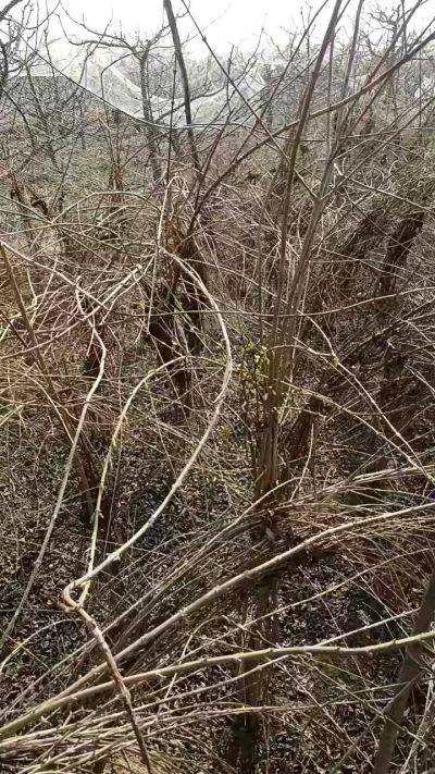 出售药用连翘苗，科研五号优质种苗，2/5年苗，药用连翘树，挂果树，全国包邮到家！财富密码18534302961