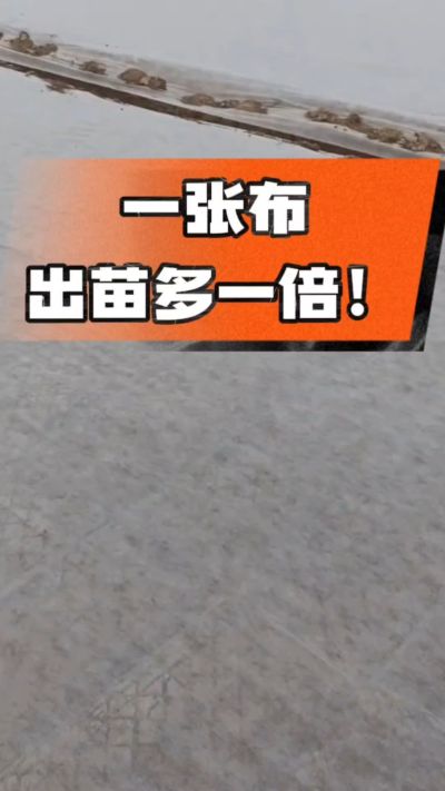 烤烟育苗盖无纺布，保温保湿出苗齐，不烂种、出苗快，烟农必备小技巧！