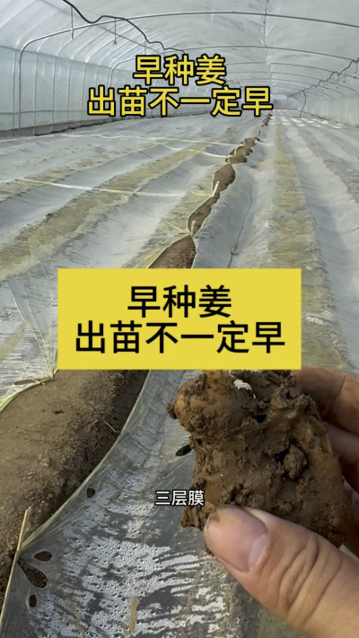 早种姜，出苗不一定早！