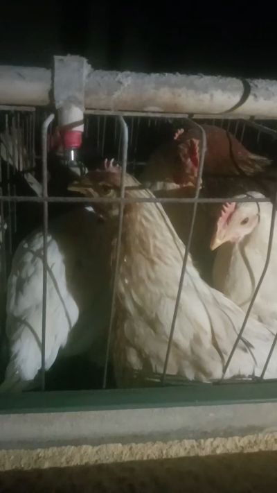 这鸡群在怪叫，怪叫的原因是痰化黏着，形成的比呼噜更重的一种呼吸道。其病因为肺中有热，热灼而痰黏，从而引起的怪叫。