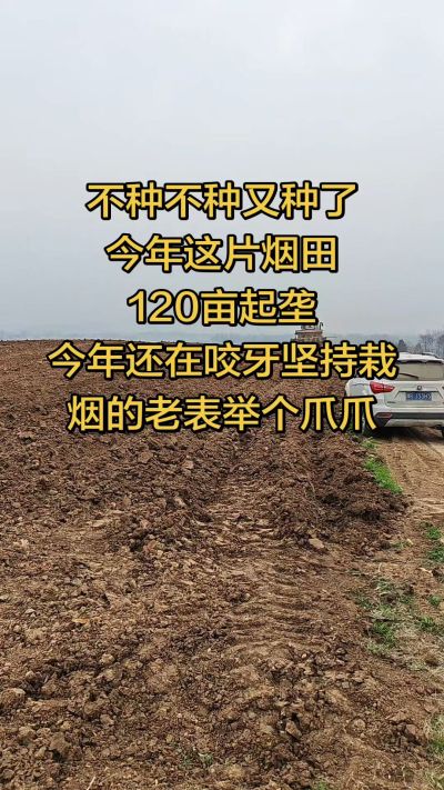 不种不种又种啦，还在咬牙坚持栽烟的老表集合啦！