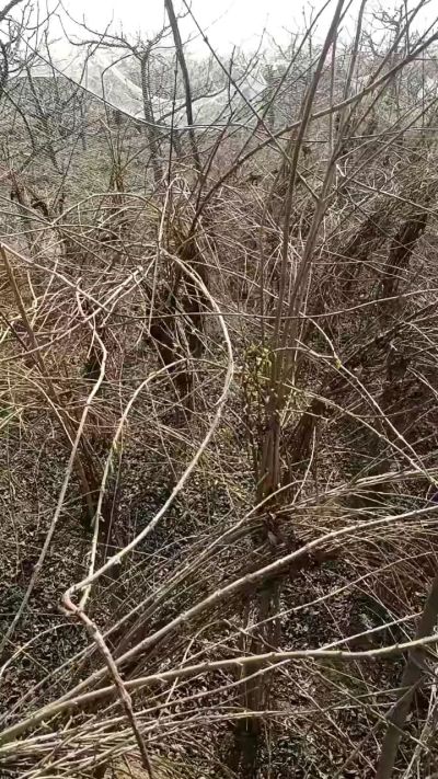 药用连翘苗，科研种苗定制树。挂果树。需要联系18534302961