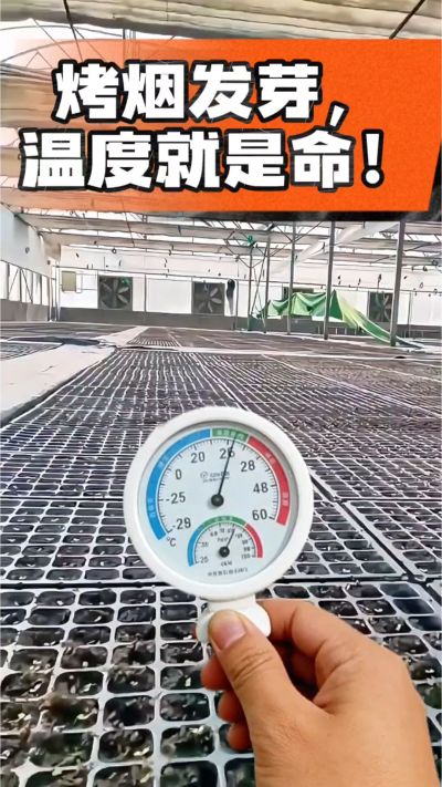 老烟农都懂：发芽温度不对，后期再管都白费！
