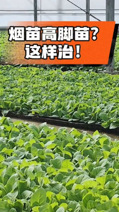 烤烟齐苗期管理关键：精准控温，防高脚苗，培育壮苗好上手！