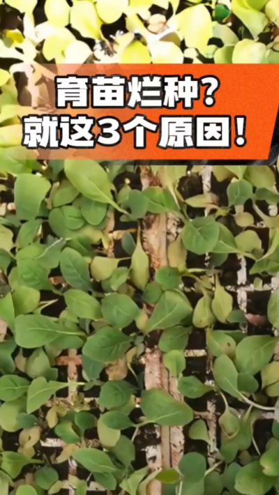 烤烟育苗烂种？3个原因讲清楚！消毒、控水、控温，做到就苗齐苗壮🔥
#烤烟育苗 #烤烟种植 #烂种防治 #烟农