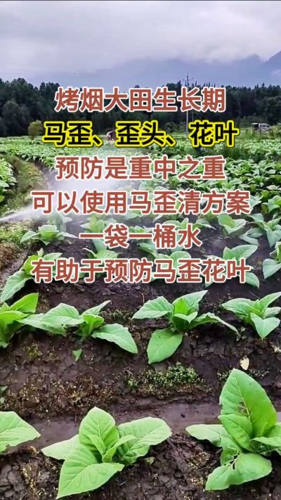 烤烟大田生长期，马歪歪头花叶预防是重中之重，可以使用马歪清方案，一袋一桶水，有助于预防马歪花叶。
烤烟管理早做一步，后期少操心！#烤烟种植#烤烟管理#烤烟大田管理#烤烟病害防治