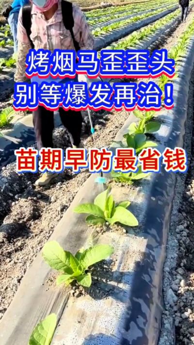 烤烟防马歪，苗期早防，省钱又省心。