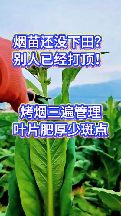 烤烟种植经验交流，有问题可私信了解。