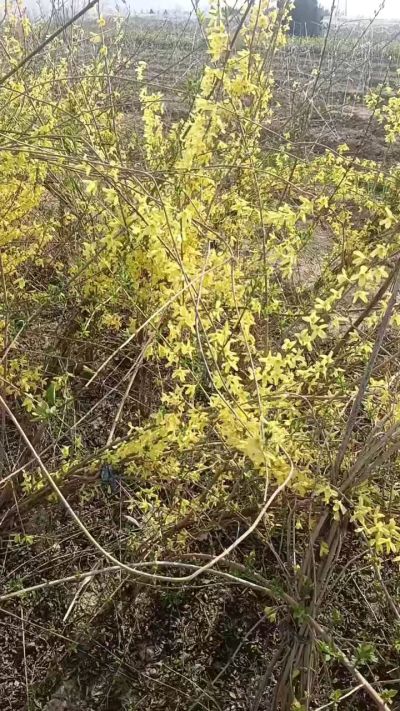出售药用连翘苗，科研五号优质种苗，2/5年苗，药用连翘树，挂果树，全国包邮到家！财富密码18534302961