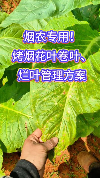 烟叶种植想高产，记住一防、二控、三巩固！