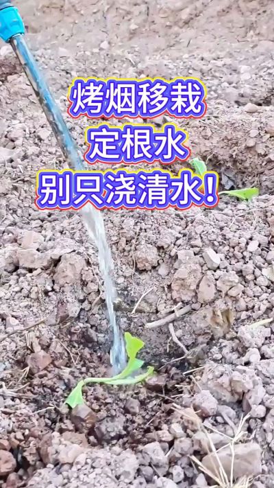 烤烟移栽别只浇清水！定根水这么配，烟苗缓苗快、扎根稳，重茬地也能壮苗，后期长势看得见～