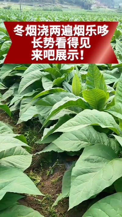 冬烟浇两遍烟乐哆生根套餐
根系壮、长势旺
好烟都是管出来的
实拍效果看得见，欢迎烟农朋友交流经验