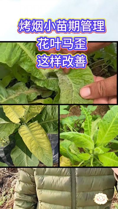 烤烟小苗期管理，花叶马歪问题这样改善